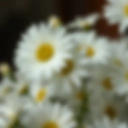 Exploring Faux White Daisies: A Comprehensive Guide Introduction