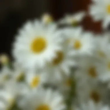 Exploring Faux White Daisies: A Comprehensive Guide Introduction Exploring Faux White Daisies: A Comprehensive Guide Introduction