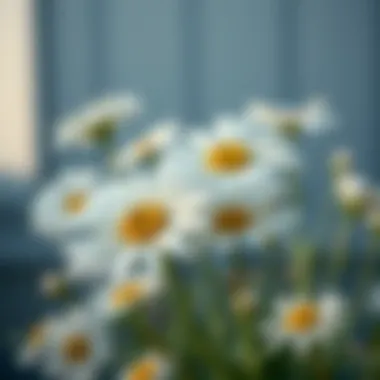 Notable Exploring Faux White Daisies: A Comprehensive Guide Notable Exploring Faux White Daisies: A Comprehensive Guide