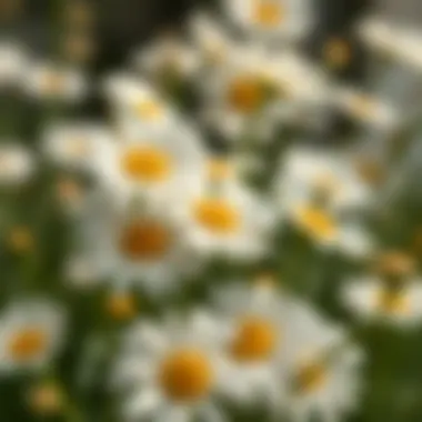 Exploring Faux White Daisies: A Comprehensive Guide Summary Exploring Faux White Daisies: A Comprehensive Guide Summary
